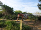 Australia Day - Chinaman's Beach